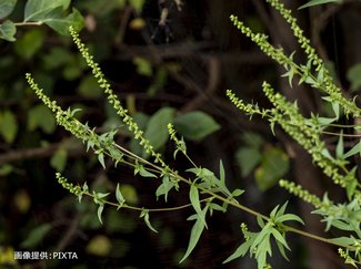 秋も花粉症に要注意　ブタクサやカモガヤなど原因、「風邪と勘違い」も