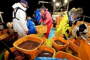 約２トンの水揚げとなった船の船上には、ホタルイカでいっぱいのかごが並んだ