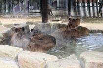 カピバラの湯…ねずみ年に間に合いホッ　夢を実現させた動物園の熱い思いとは<br />