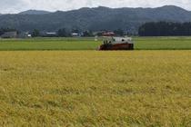 ２５年産米、６７万トン超増加