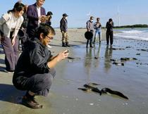 「露地池」ウナギ、川に放流