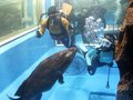 クエやヒラメ「お引っ越し」　魚津水族館の大水槽改修で上越へ