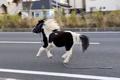 ポニーが神奈川の国道１号疾走