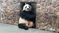 和歌山から返還のパンダ映像公開