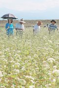 一面、広がる白　富山でソバの花見頃