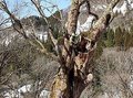 守れ樹齢８００年「脇谷のトチノキ」　南砺・利賀、雪による枝折れで腐朽対策