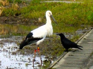 ４月１９日の歴史<br />高岡・戸出にコウノトリ飛来　２０１３年        