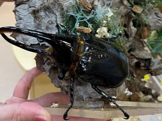 虫が苦手な女性記者と、昆虫美の出合いの行方は? 【夏はやっぱりカブトムシ(前編)】