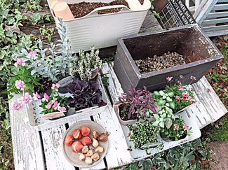 (15)1回の作業で、秋も春も楽しめる!球根の上に花植え♪【富山でつくる!ポタジェガーデン】