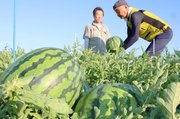 生産者によって収穫された朝日すいか