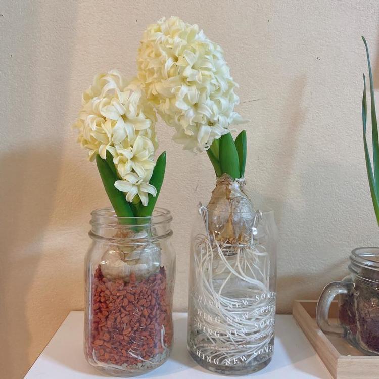 ヒヤシンスが満開！その後の球根は…【富山でつくる！ポタジェガーデン