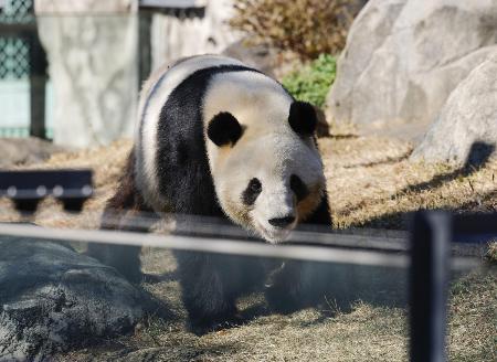 パンダが日本からいなくなる、Xポストを解析したら→AIは「特定の層