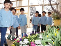 春の彩り 一足早く　砺波の県花総合センター、啓翁桜・花桃展示