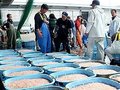 浜に宝石帰ってきた　射水・新湊漁港でシロエビ漁解禁