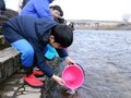 サケ帰ってきてね！ 　小矢部・津沢小５年、稚魚８０００匹放つ