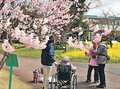 春満喫１４０種　県中央植物園でさくらまつり