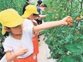 深層水トマトおいしい　滑川で園児が摘み取り体験