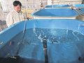 県水産研のノドグロ「雌化」割合増　大豆成分配合の餌で稚魚飼育