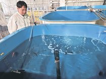 県水産研のノドグロ「雌化」割合増　大豆成分配合の餌で稚魚飼育