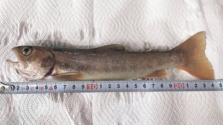 釣果はいけん<br />イワナ体長２４センチ　関一龍（いちる）さん（１３）砺波市鷹栖