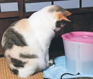 獣医のカルテ９９<br />多飲多尿／こいけ動物病院長（高岡市出来田）小池仁彦