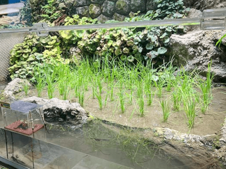 地味に１０年、水族館の「田んぼ」が語る生物多様性　水田率日本一、富山県の豊かな日常（下）