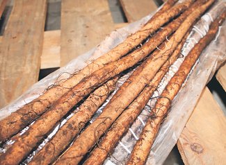 ＜旬を召し上がれ＞ゴボウ<br />ほんのり甘くクリーミー