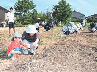 満開の秋、また集まろう　液状化で公費解体の氷見・新道地区更地に住民らがコスモス種まき