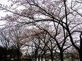 【桜・見ごろ】太閤山ランド