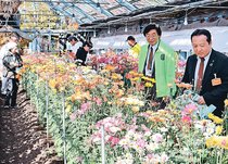 スプレーギクの新品種選抜　南砺市園芸植物園、商品化へ色や花数審査