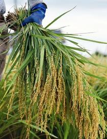 コメ価格、先安観強まる