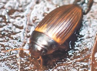 ＜ダニ博士の徒然草＞１８　五箇公一<br />小笠原のダニ