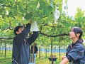 ブドウ袋掛け任せて　魚津で新川高生が作業協力