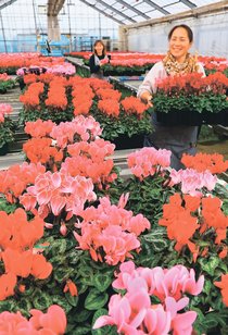 砺波でシクラメン出荷最盛期