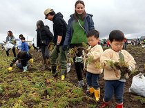 甘いニンジンどう食べる？　南砺・地場産つめ放題楽しむ