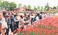 となみチューリップフェア来場、今季最多４万８０００人