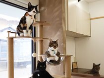 【注目の店】譲渡型の保護猫カフェ　未来の家族見つけて「譲渡型保護猫Cafe＆猫HOTEL　MiiA Poché（ミーアポシェ）～ねこはん～」（氷見市）<br /><br />