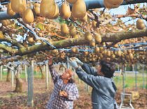 キウイたわわ　呉羽丘陵で収穫