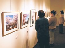 朝日町の桜名所紹介　あさひ写友クラブ展、撮影地マップも掲示