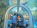 魚津水族館、富山の海と歩み１１１年　現存する日本最古の水族館、ホタルイカなど発光生物研究