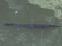 追い続けたアリゲーターガーをついに「仕留めた」 高岡古城公園で撮影に成功するまで【動画あり】