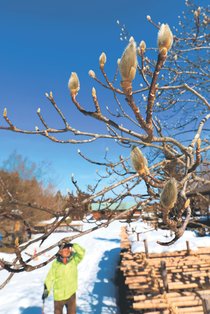 モクレン空に映え、立山町　県内晴天、春の陽気