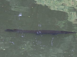 追い続けたアリゲーターガーをついに「仕留めた」　高岡古城公園で撮影に成功するまで【動画あり】