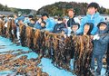 「女良わかめ」おいしそう　氷見で刈り取り体験、親子ら海の恵みに感謝