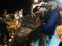 ホタルイカ漁解禁　滑川漁港の水揚げわずか１・３キロ、落札額は過去最高値