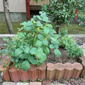 ㉚赤シソ、ローズゼラニウムはジュースに！とうもろこしは…【富山でつくる！ポタジェガーデン】