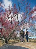 和歌山の「南部梅林」が見頃