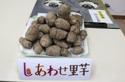 児童が育てた「しあわせ里芋」。つぼ煮にふんだんに使った