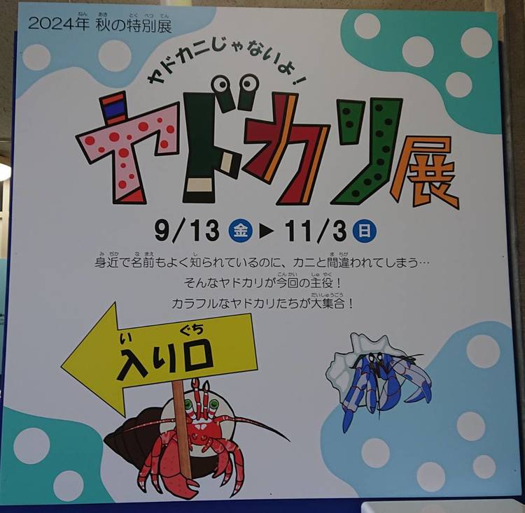 ヤドカリ様　3点おまとめ ヤドカリってこんなに種類が！？魚津水族館「ヤドカリ展」 コノコト