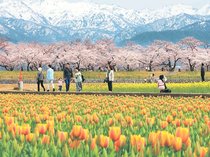 朝日町、「春の四重奏」混雑緩和へ実態調査　臨時駐車場拡大、観光客受け入れ強化